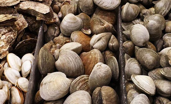 Different types of clams in the seafood case